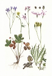 <strong>Baltic Flora</strong> | 