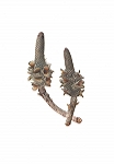 <strong>Banksia Cone</strong> | 