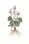 <strong>Cyclamen</strong> | 