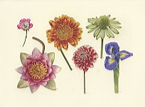 <strong>Flower Studies</strong> | 
