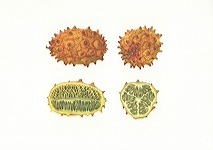 <strong>Horned Melon</strong> | 
