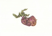 <strong>Kohlrabi</strong> | 