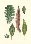 <strong>Foliage Studies</strong> | 