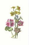 <strong>Bouquet of mixed flowers</strong> | 