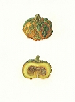 <strong>Pumpkin</strong> | 