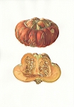 <strong>Pumpkin</strong> | 