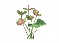 <strong>Tailflower</strong> | 