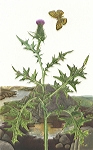 <strong>Flower of Scotland</strong> | 