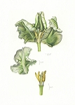 <strong>Tulip Dissection</strong> | 